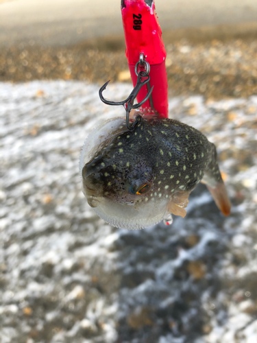 クサフグの釣果