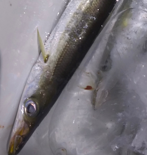 アカカマスの釣果