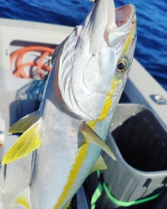 ヒラマサの釣果