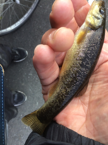 アブラハヤの釣果