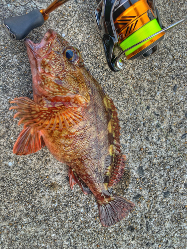 アラカブの釣果