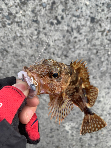 カサゴの釣果