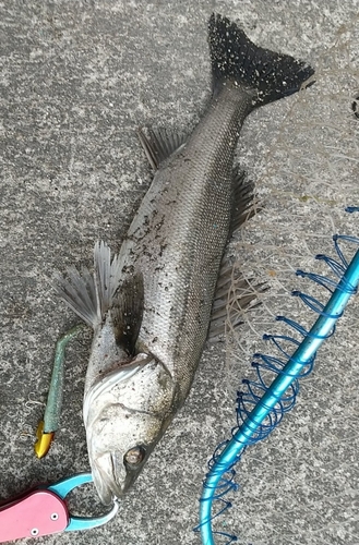 シーバスの釣果