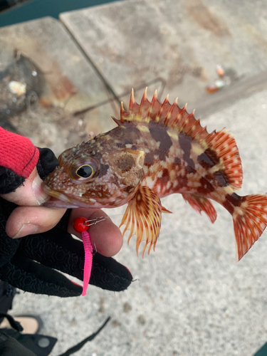 カサゴの釣果