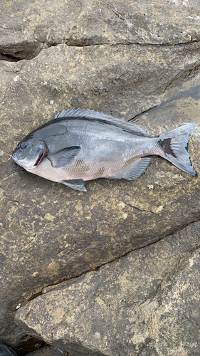 オナガグレの釣果