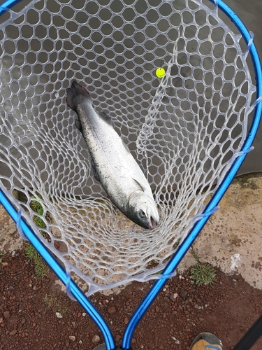 ニジマスの釣果