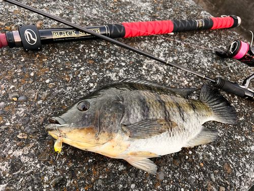 ティラピアの釣果