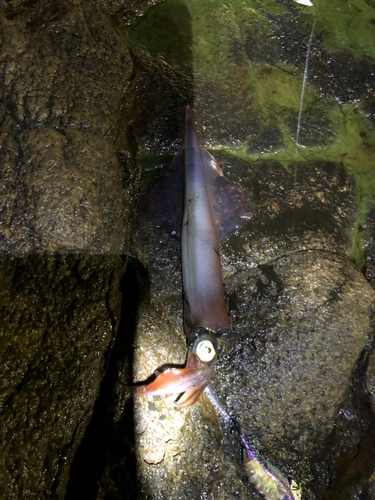 ヤリイカの釣果