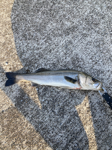 フッコ（マルスズキ）の釣果