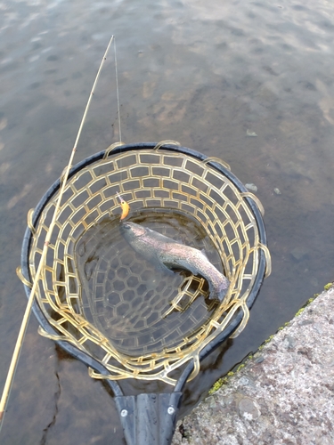 レインボートラウトの釣果