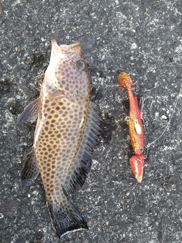 オオモンハタの釣果