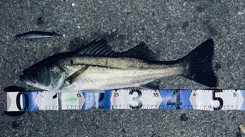 シーバスの釣果