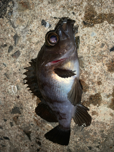 メバルの釣果