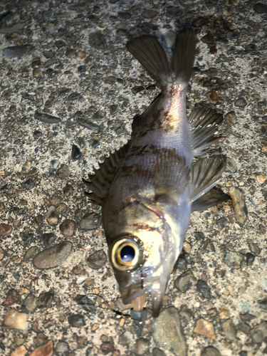 メバルの釣果