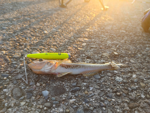 ハゼの釣果