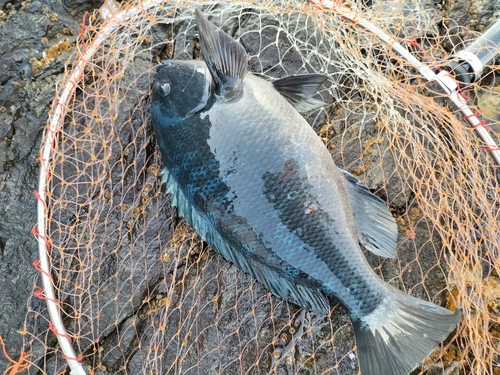 クチブトグレの釣果