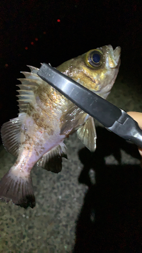 メバルの釣果