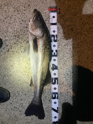 シーバスの釣果