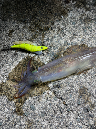 ヤリイカの釣果