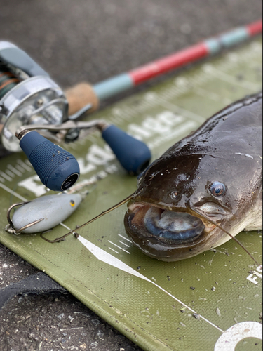 ナマズの釣果