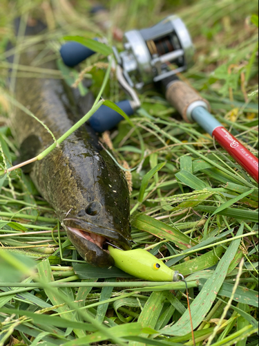 ライギョの釣果