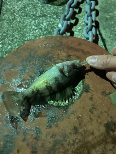 アカメバルの釣果