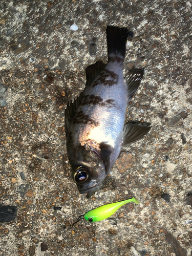 メバルの釣果