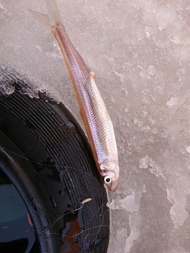 ワカサギの釣果