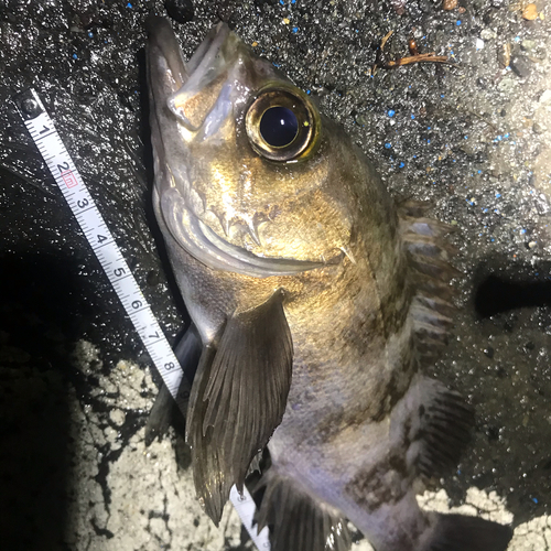 メバルの釣果