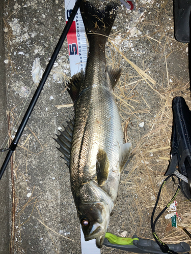 シーバスの釣果