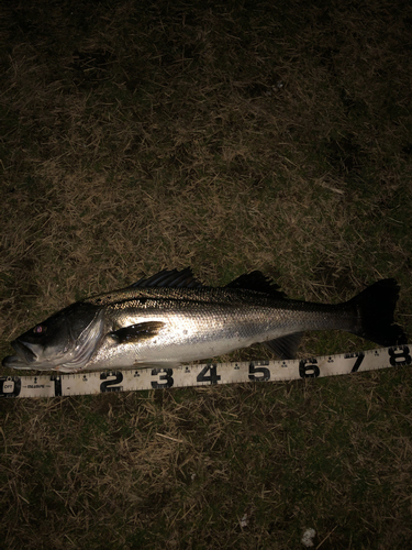 スズキの釣果