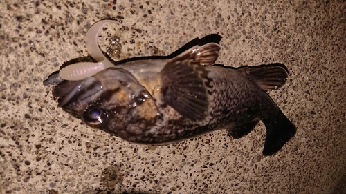 クロソイの釣果