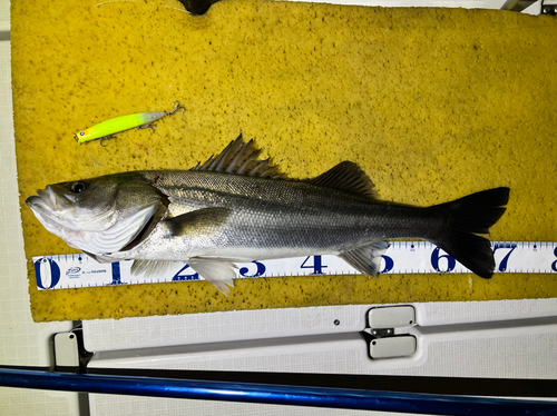 シーバスの釣果