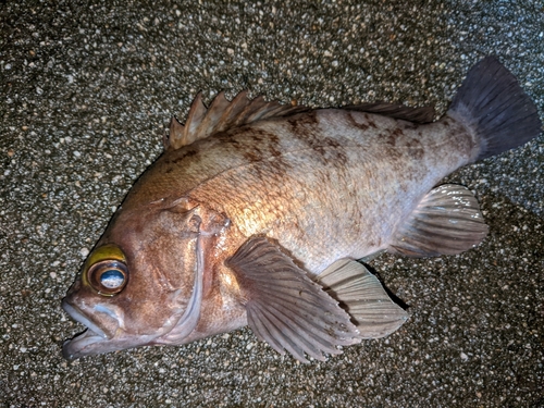 メバルの釣果