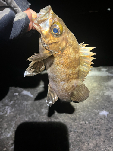 メバルの釣果