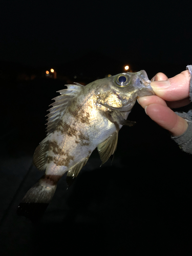 シロメバルの釣果