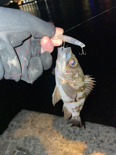 メバルの釣果