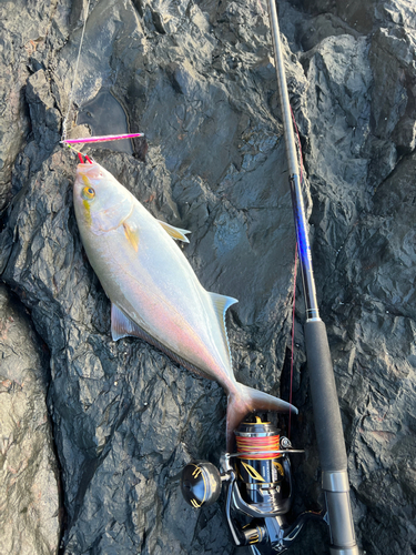 ネイリの釣果