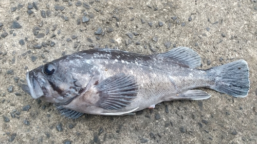 クロソイの釣果