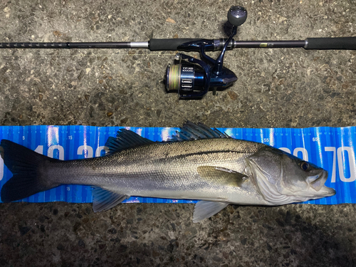 シーバスの釣果