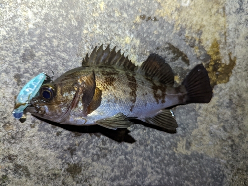 メバルの釣果