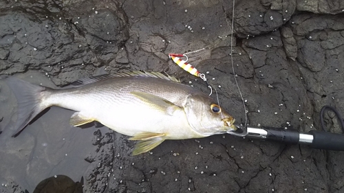 イサキの釣果