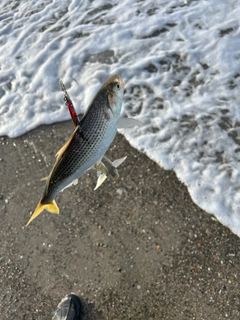 コノシロの釣果