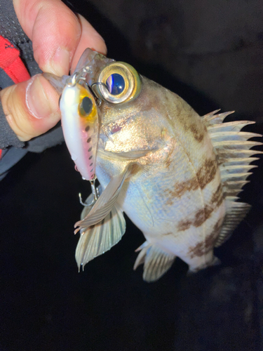 シロメバルの釣果