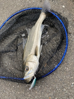 フッコ（マルスズキ）の釣果