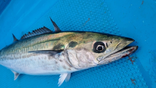 サゴシの釣果