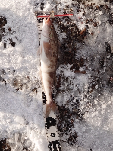 ホッケの釣果