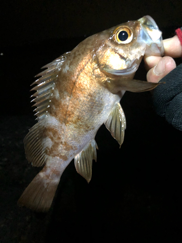 メバルの釣果