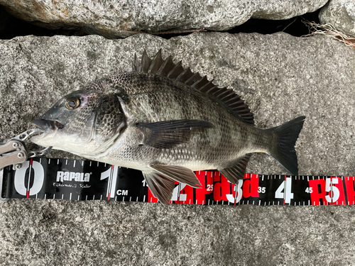 クロダイの釣果