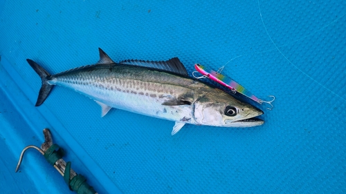 サゴシの釣果